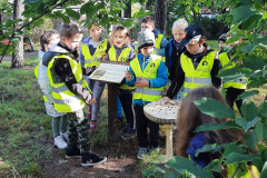 Dzień-drzewa-7